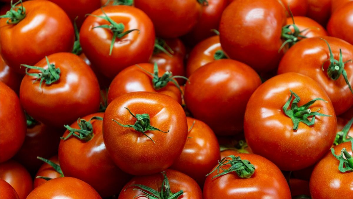 Kestävätkö tomaatit pidempään? Tässä 5 vinkkiä, jotka todella toimivat