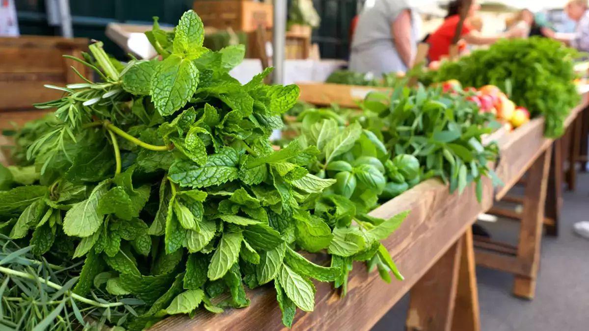 Kaikki minttu ei ole samanlaista: löydä 4 yleisimmin käytettyä tyyppiä ja lopeta virheiden tekeminen teesi ja reseptisi kanssa.