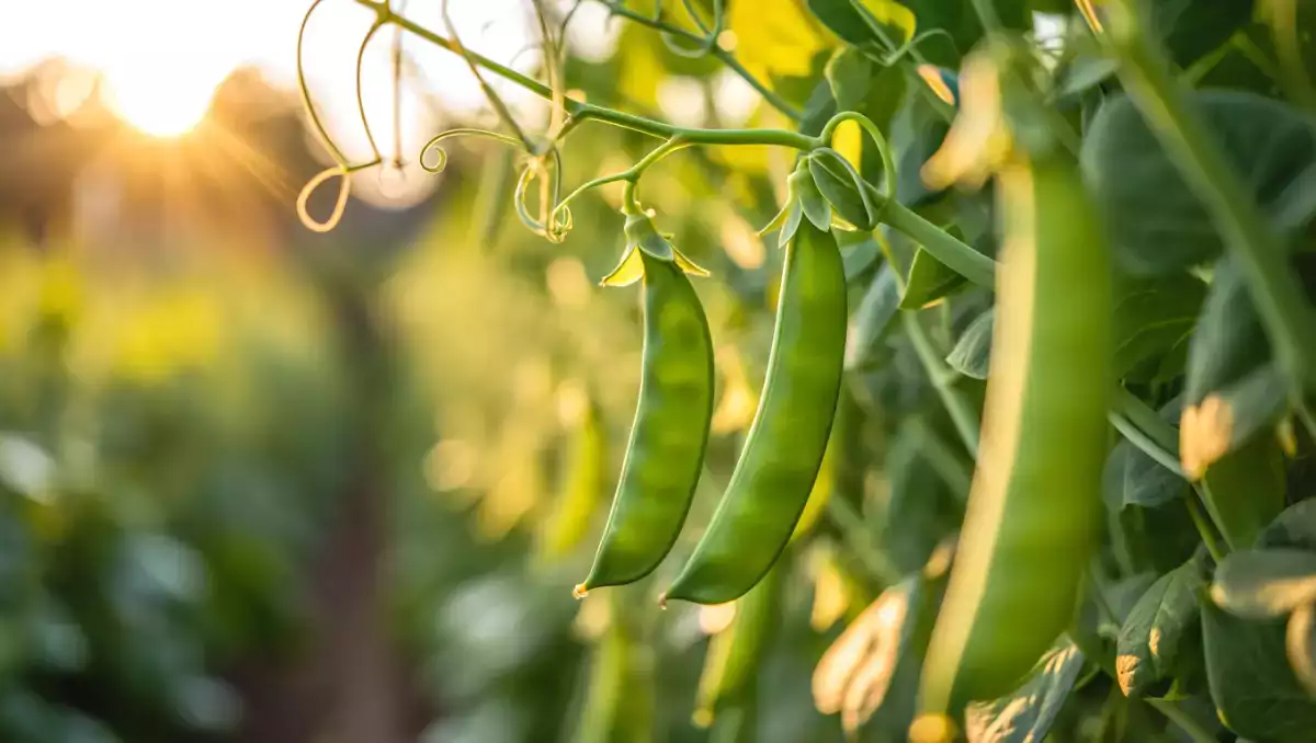 Miten keittää lunta herneet helposti? Kaikki vinkit, joita tarvitset, jotta ne pysyvät rapeina ja maukkaina.