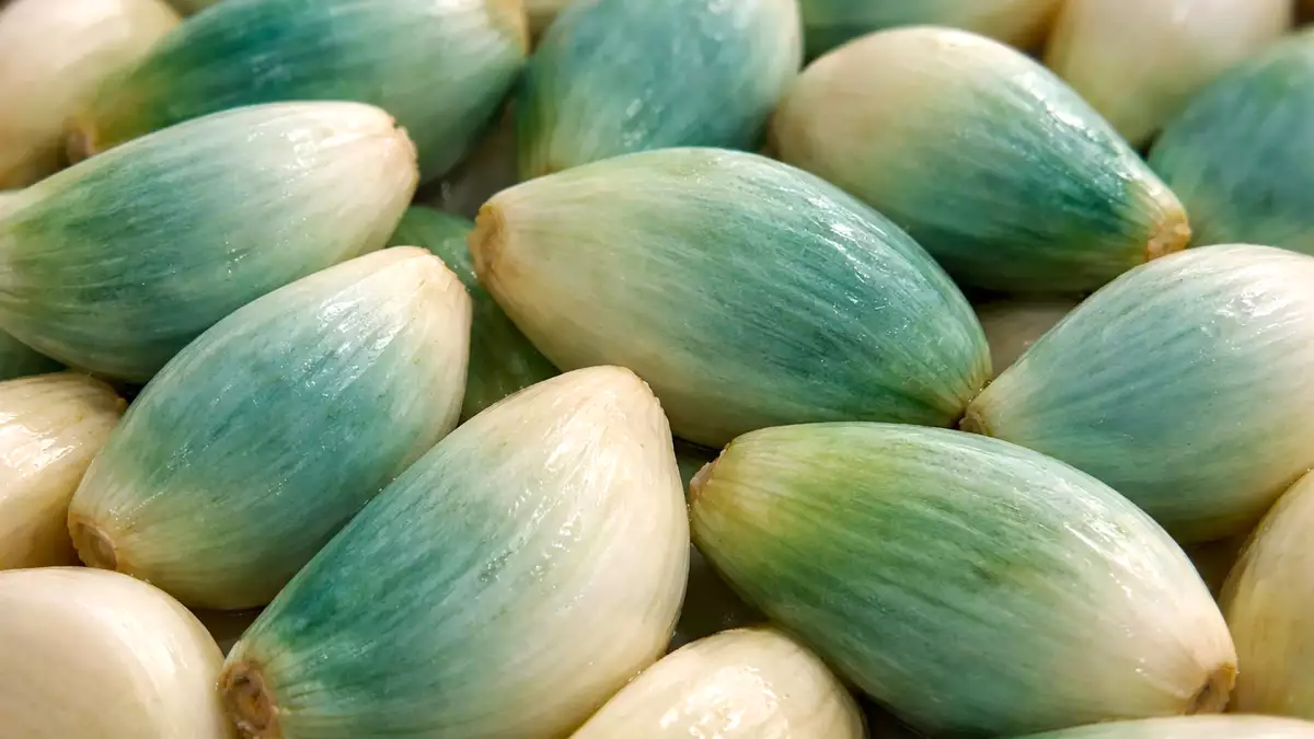 Vihreää tai sinistä valkosipulia keittiössäsi? Monet ihmiset heittävät sen pois tajuamatta, mitä se todella tarkoittaa.