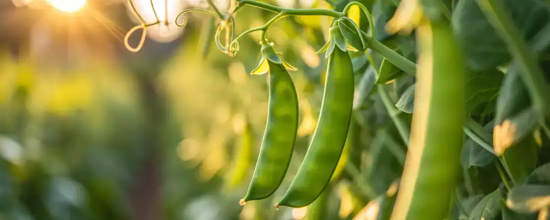 Miten keittää lunta herneet helposti? Kaikki vinkit, joita tarvitset, jotta ne pysyvät rapeina ja maukkaina.