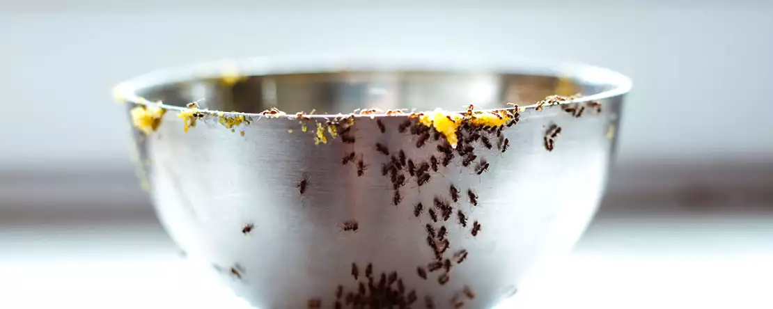 Mummon parhaat vinkit muurahaisten hyvästelemiseen keittiössä