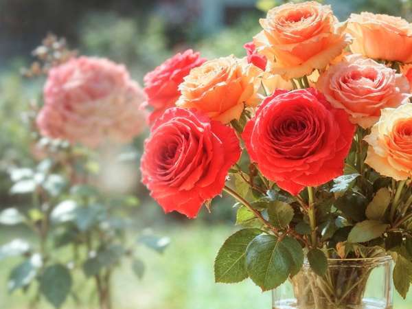 Saitko kukkia ystävänpäivänä? Ruokakomeron ainesosa, joka auttaa niitä kestämään pidempään