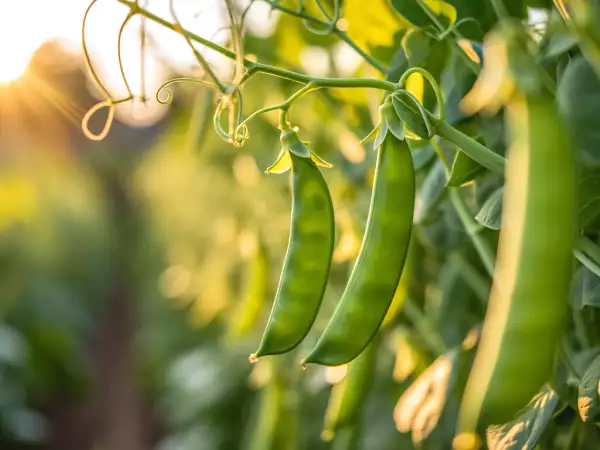 Miten keittää lunta herneet helposti? Kaikki vinkit, joita tarvitset, jotta ne pysyvät rapeina ja maukkaina.