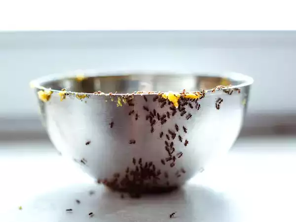Mummon parhaat vinkit muurahaisten hyvästelemiseen keittiössä
